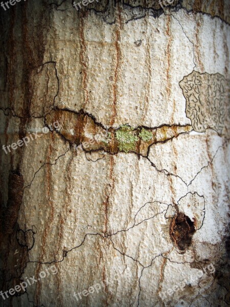 Bark Tree Wood Pine Background