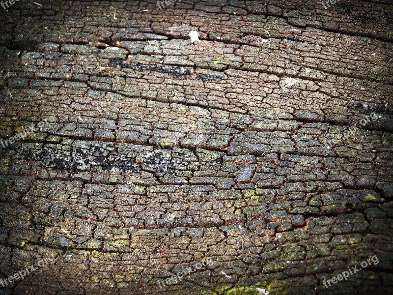 Bark Tree Wood Pine Background