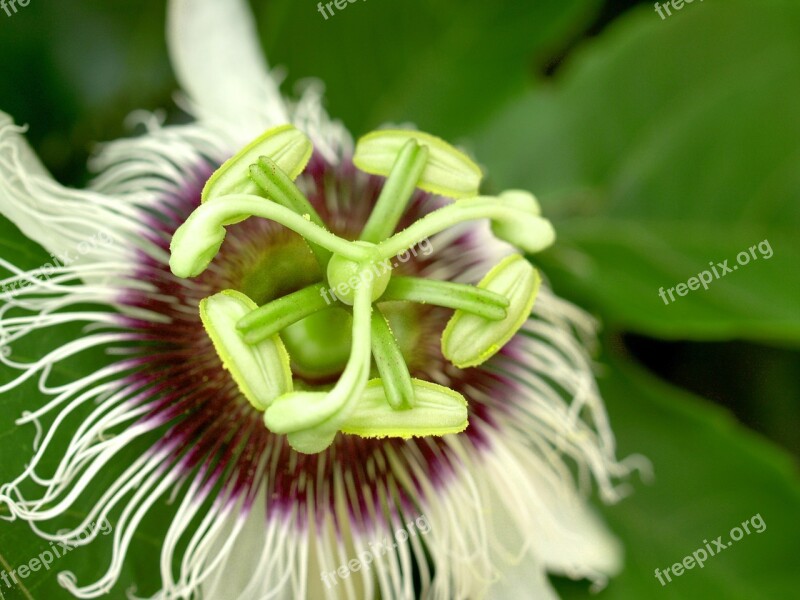 Passion Flower Fruit Tropical Green