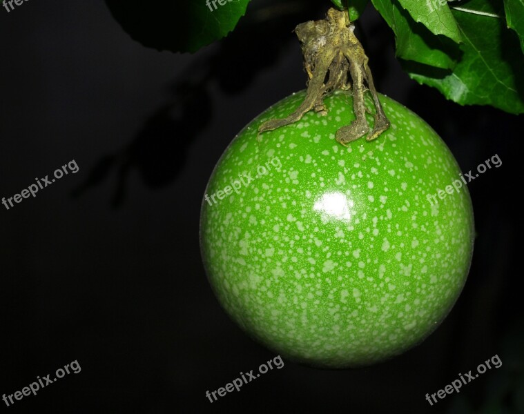 Passion Flower Fruit Tropical Green