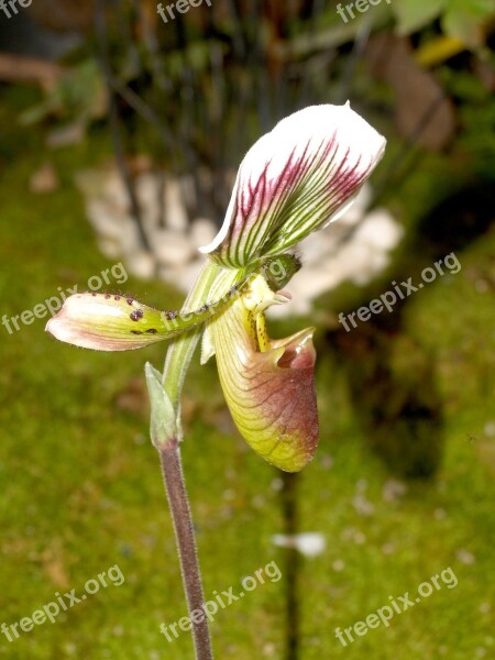 Orchid Flower Bright Violet Flora