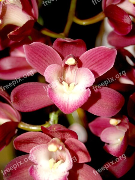 Orchid Flower Bright Violet Flora