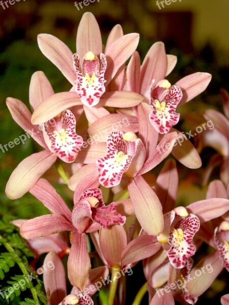 Orchid Flower Bright Violet Flora