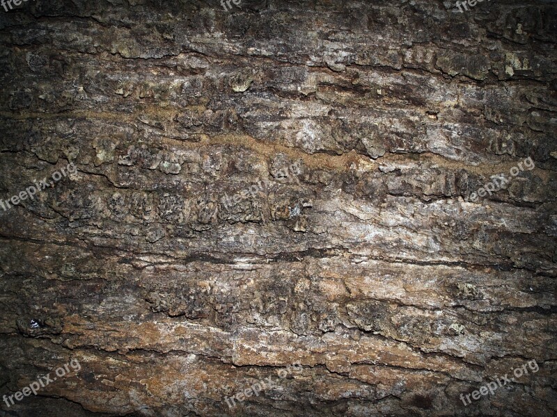 Bark Tree Wood Pine Background