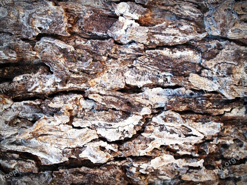 Bark Tree Wood Pine Background