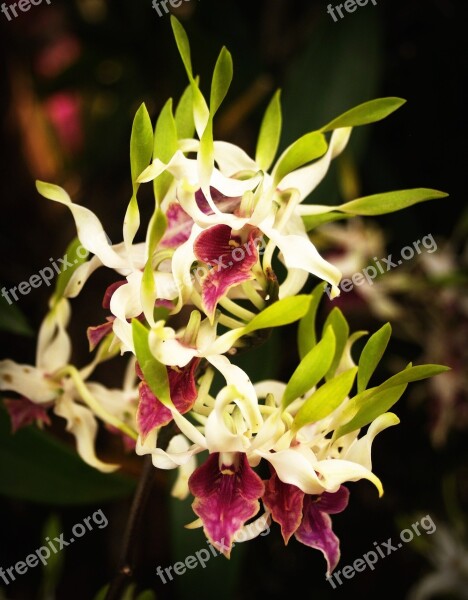 Flower Orchid Tropical White Green