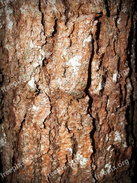 Bark Tree Wood Pine Background