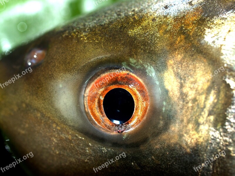 Fish Carp Meal River Pike