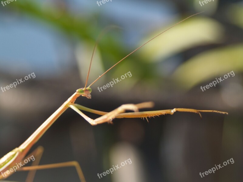 Praying Mantis Bug Colorful Rain Tree