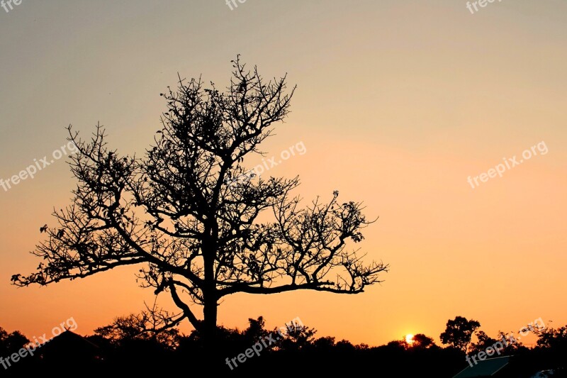 Abstract Black Botanic Bush Colorful