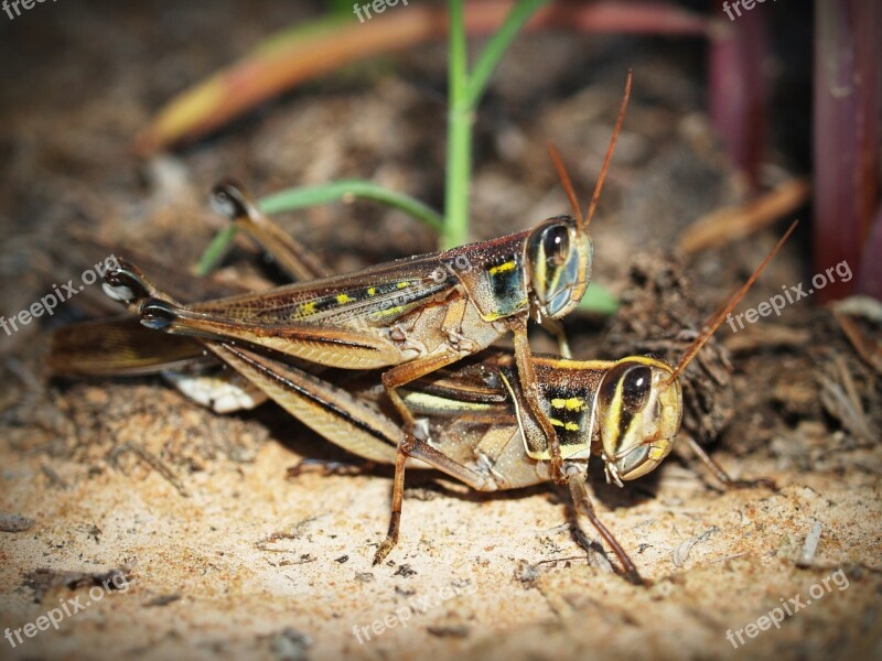 Animal Background Beautiful Bug Close