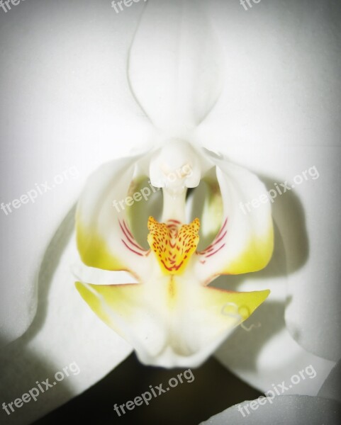 Flower Orchid Tropical White Green