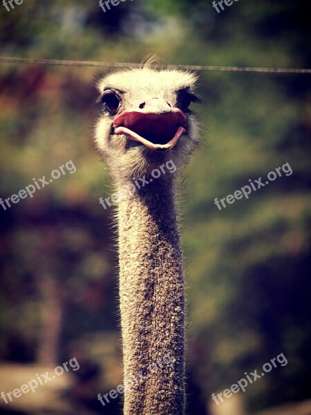 Animal Ostrich Emu Africa Face