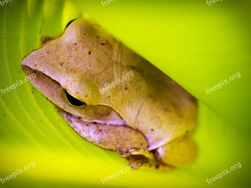 Tree Frog Rain Gorgeous Natural