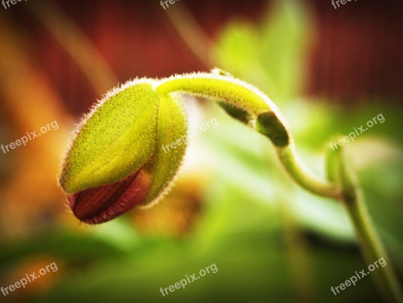 Flower Orchid Tropical White Green