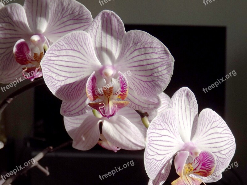 Orchid Phalaenopsis White The Phalaenopsis Orchid Tropical