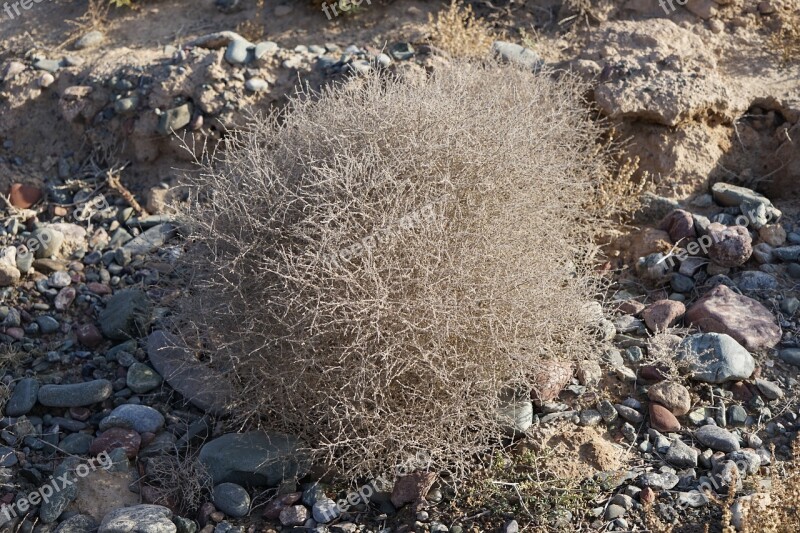 Gobi Desert Zhangye Tenacious Survive Free Photos