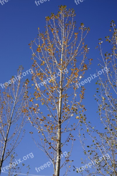 Zhangye White Birch Autumn Free Photos