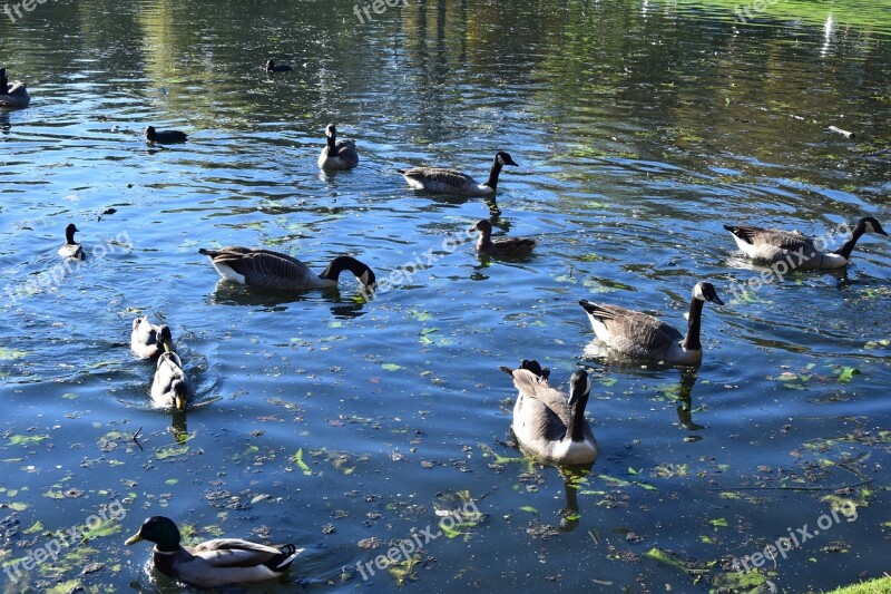 Swan Rio Nature Animals Agua