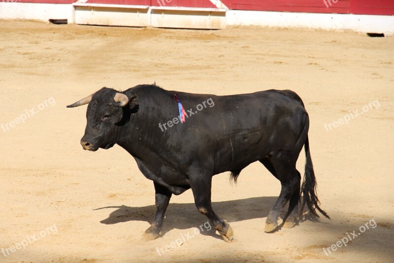 Bullfight Bull Arenas Free Photos