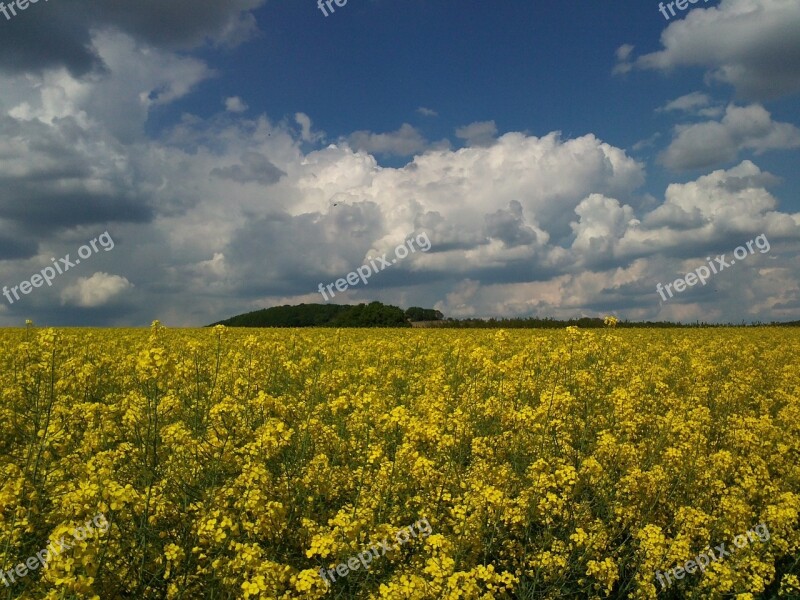 Oilseed Rape Field Yellow Landscape Sky