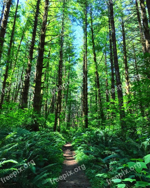 Tillamook State Forest Oregon Forest Nature Outdoors