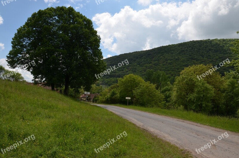 Nature Forest Region Trees Tourist Attractions