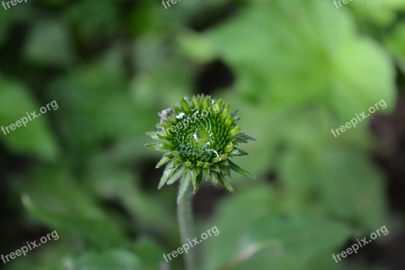 Bud Moist Wet Drip Nature