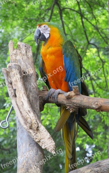 Macaw Parrot Bird Colorful Feather