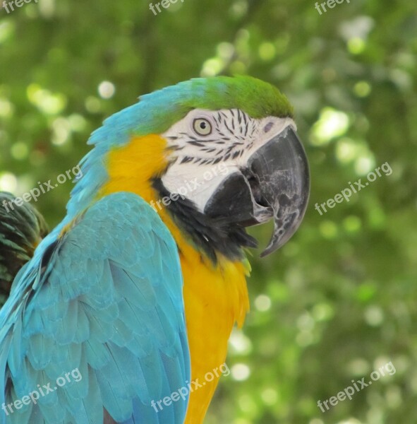 Macaw Parrot Bird Colorful Feather