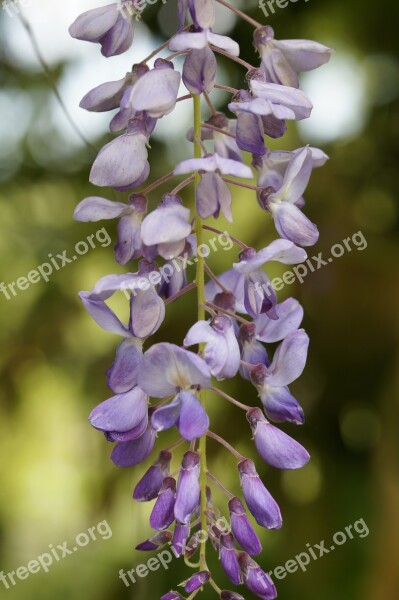 Wisteria Blossom Bloom Bloom Flower