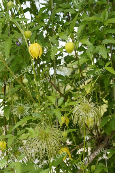 Clematis Yellow Waldrebe Yellow Climber Plant Plant