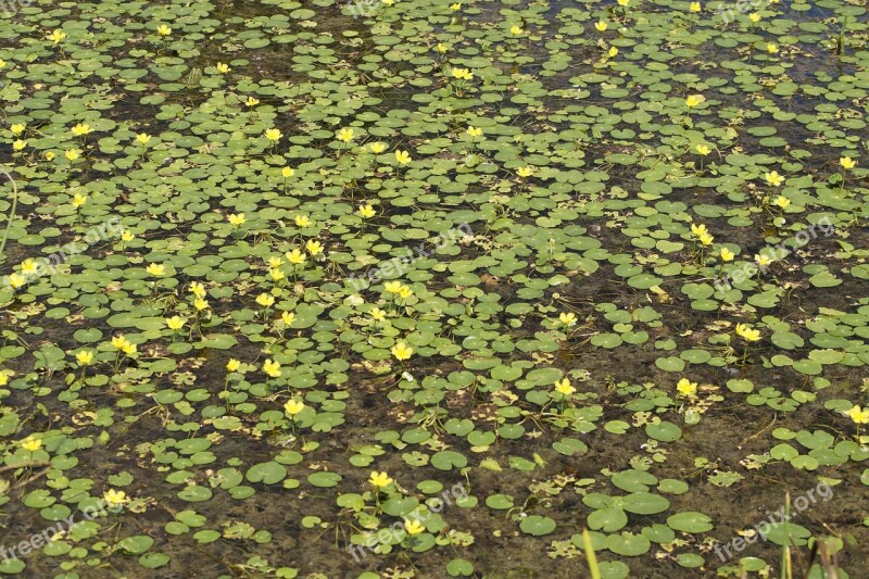 Lake Yellow Yellow Teichrosen Bloom Nuphar