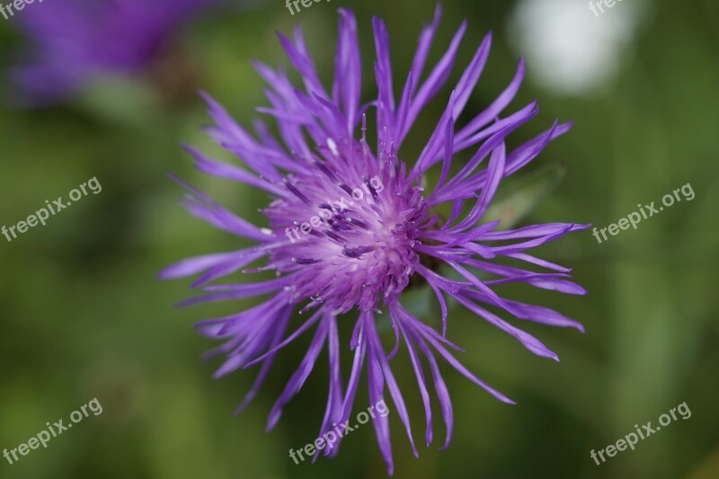 Knapweed Pointed Flower Wild Flower Purple Blossom