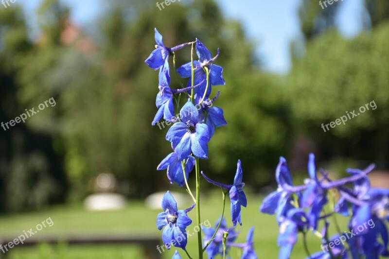 Forget Me Not Flower Blue Petals Field Herb