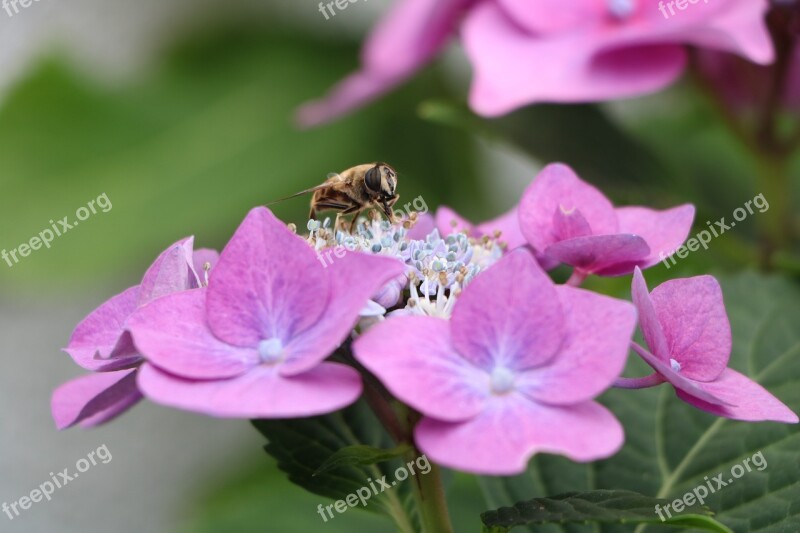 Bee Hydrangea Blossom Bloom Plate Hydrangea