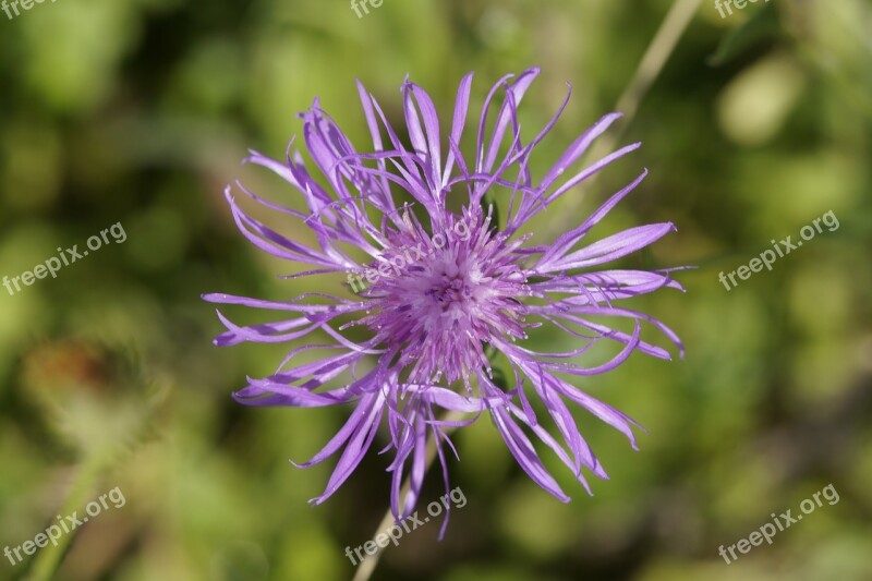 Knapweed Purple Pointed Flower Blossom Bloom