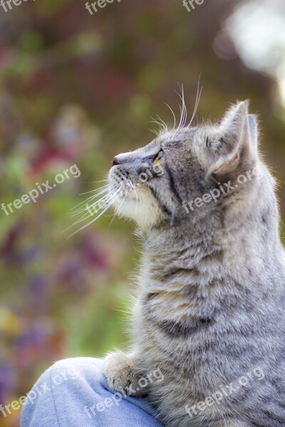 Domestic Cat Cat Thoughtful Vision Animal