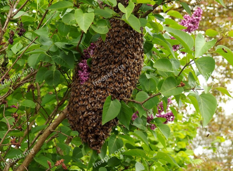 Swarm May Bees Insect The Nature