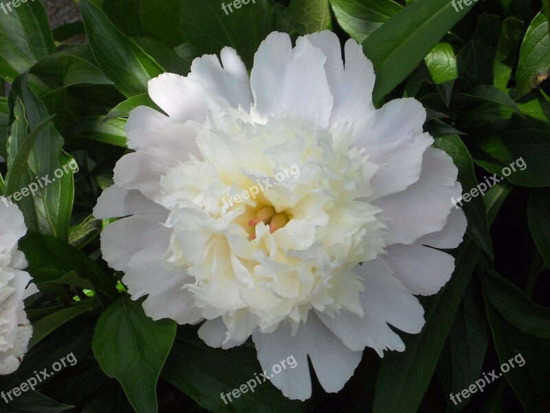 Flower Peonies Blossom Blooming Plant