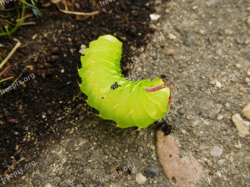 Green Caterpillar Bug Wildlife Insect