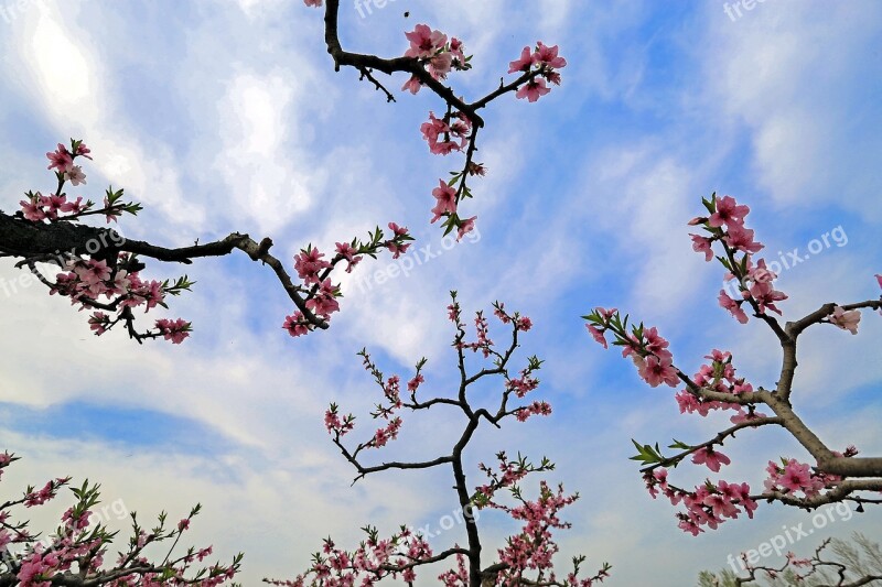 Peach Blossom The Scenery Branch Pink Petals Spring