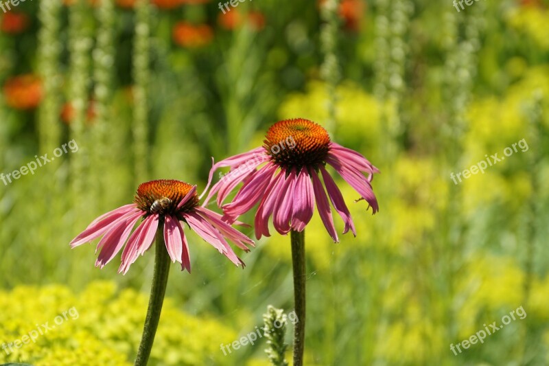 Coneflower Echinacea Flower Echinacea Purpurea Medicinal Plant