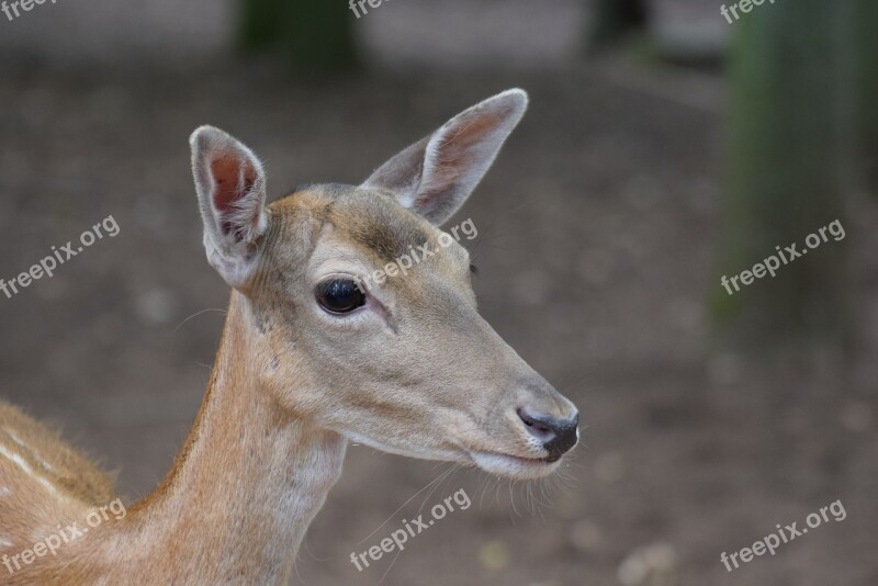 Roe Deer Animals Wild Head Mammal