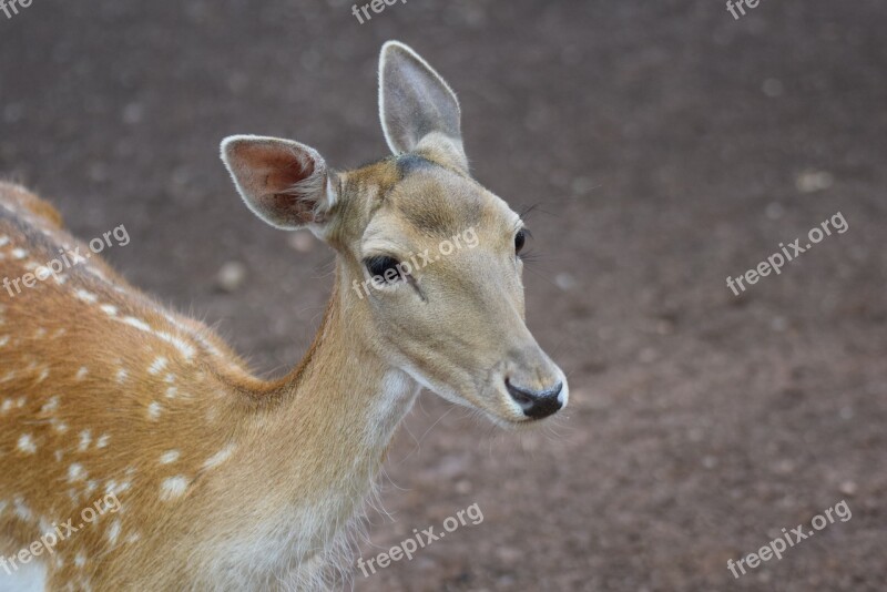 Roe Deer Animals Wild Forest Nature