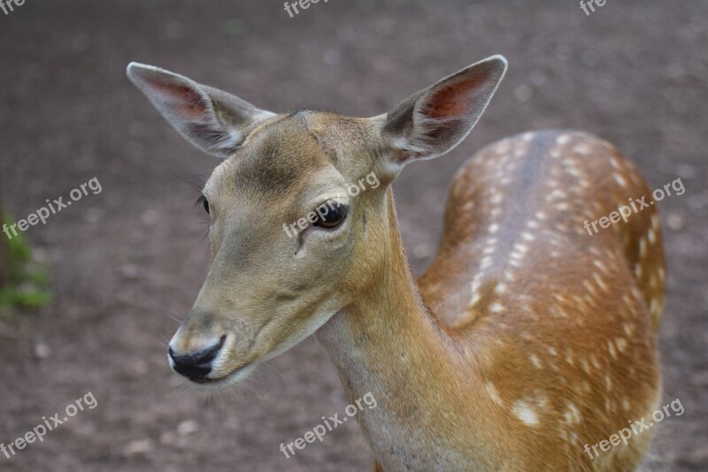 Roe Deer Animals Forest Wild Foraging