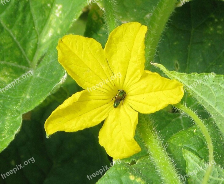 Cucumber Domestic Cucumber Cucumis Sativus Flower Close-up