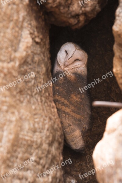 Owl Animal Wildlife Bird Hide