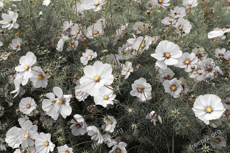 White Cosmos Cosmos Flowers Cosmos Summer Garden