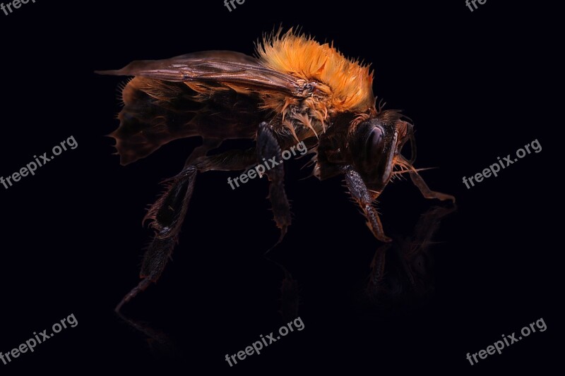 Hummel Insect Animal Hair Head